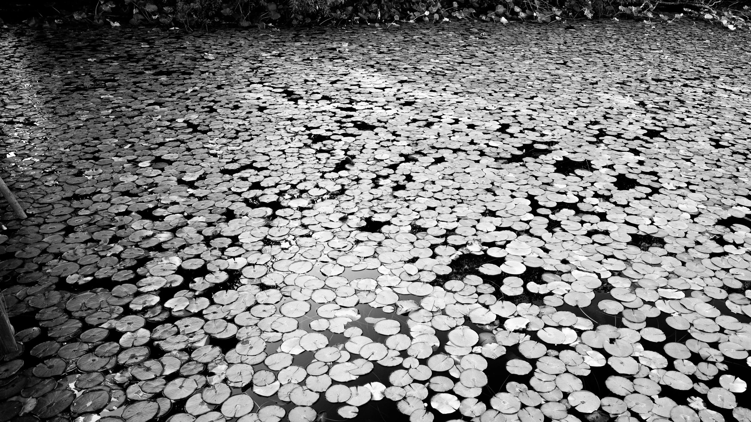 lily pond-21.jpg