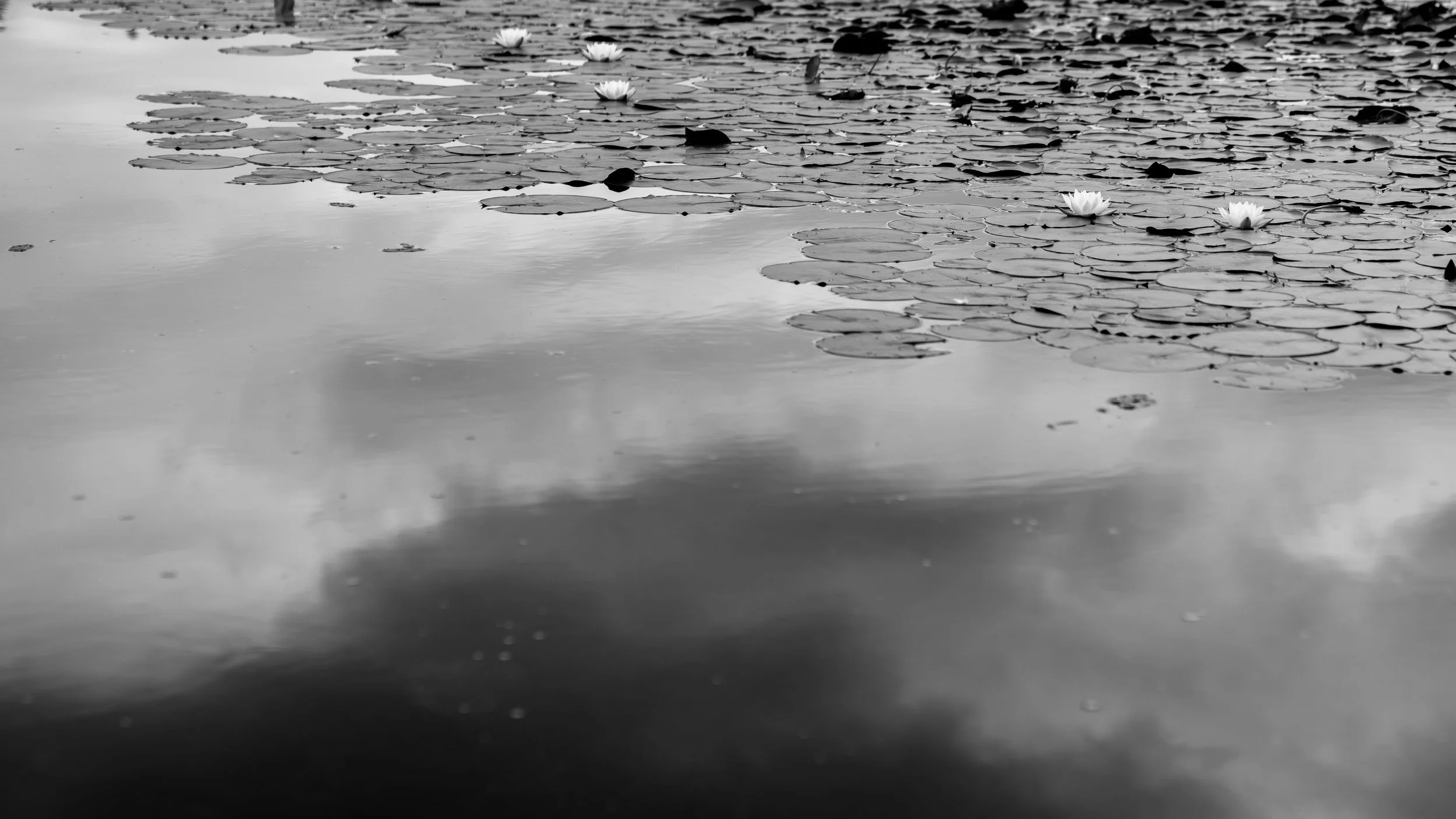 lily pond.jpg