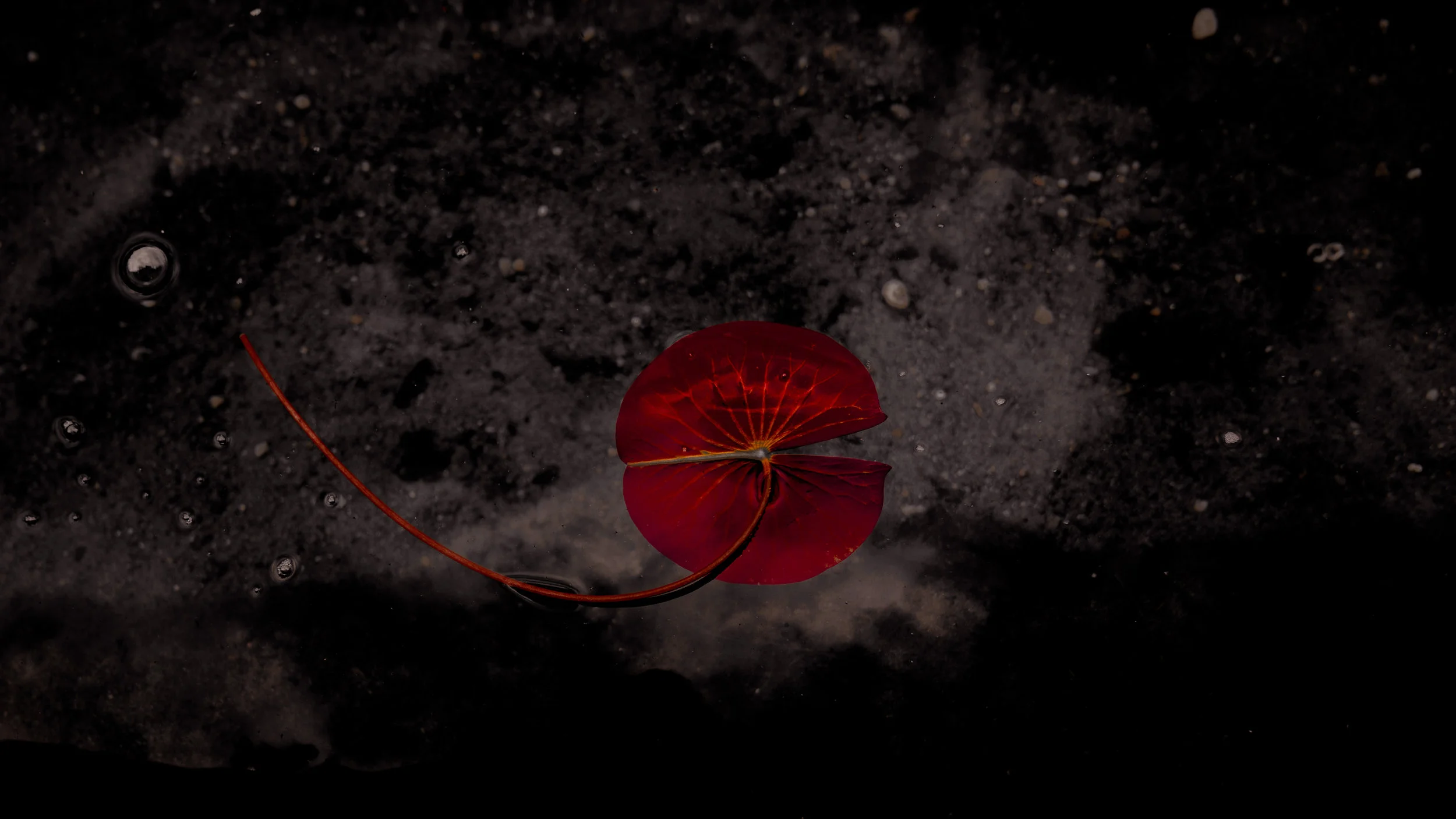 lily pond-12.jpg