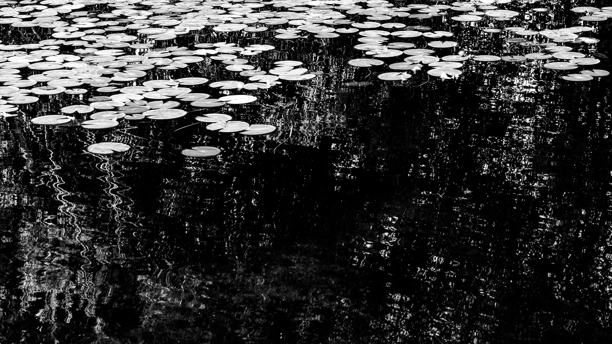 lily pond-31.jpg