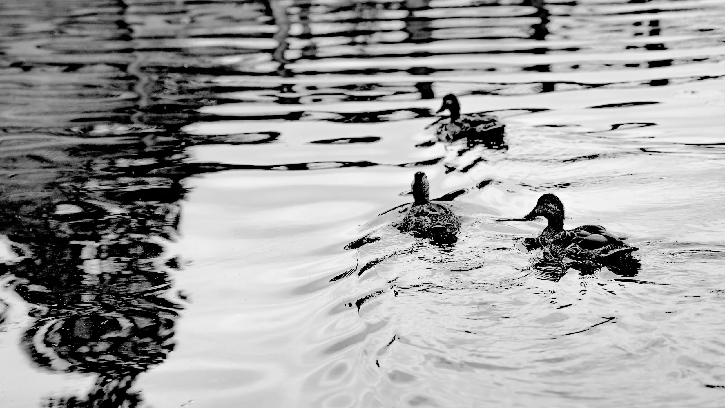 lily pond 1-7.jpg