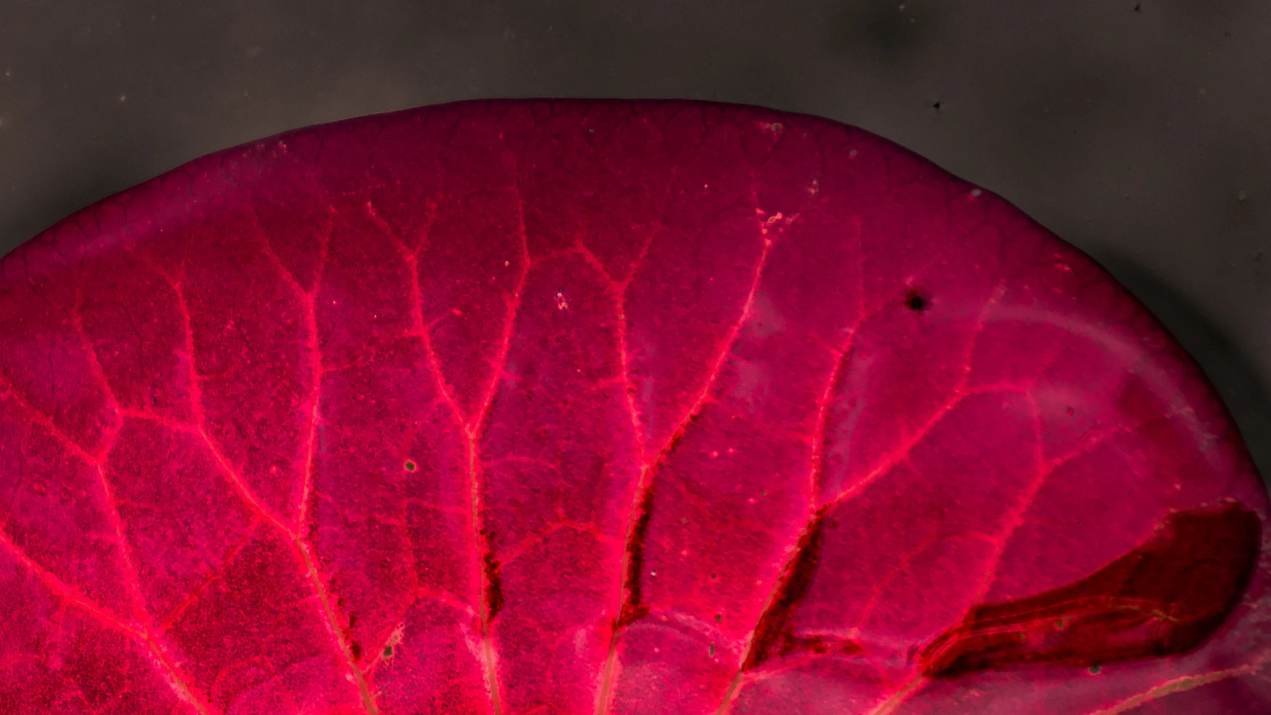 lily pond 1-22.jpg