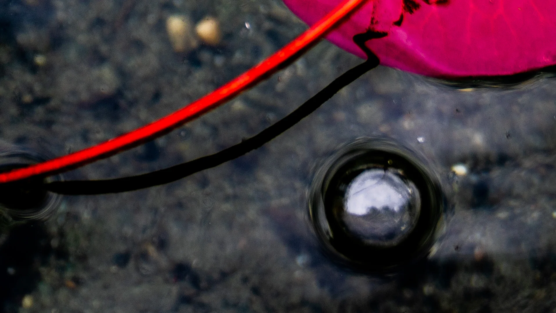 lily pond 1-31.jpg