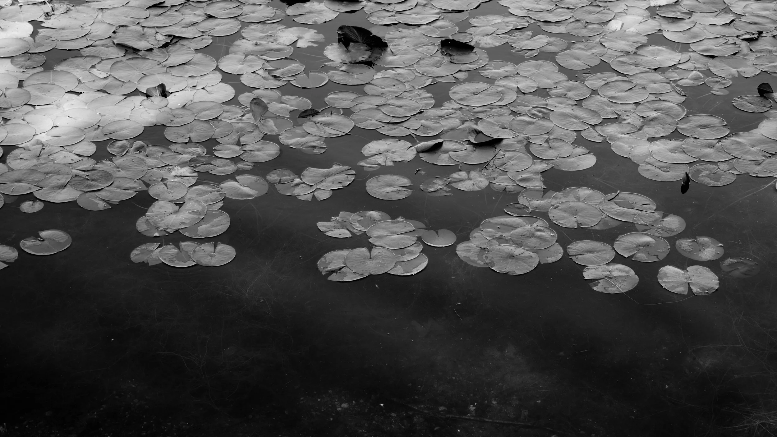 lily pond 1-43.jpg