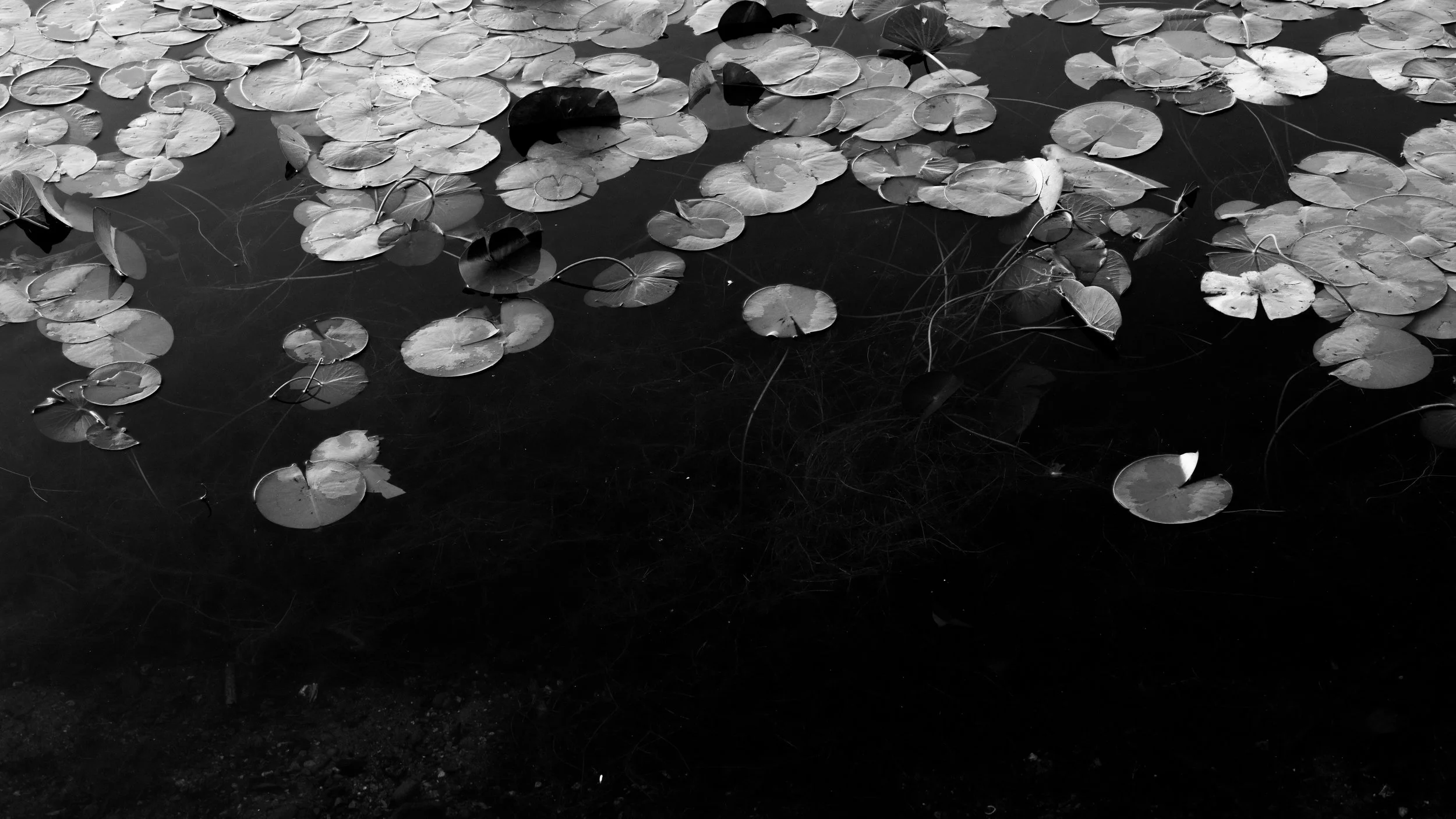 lily pond 1-46.jpg