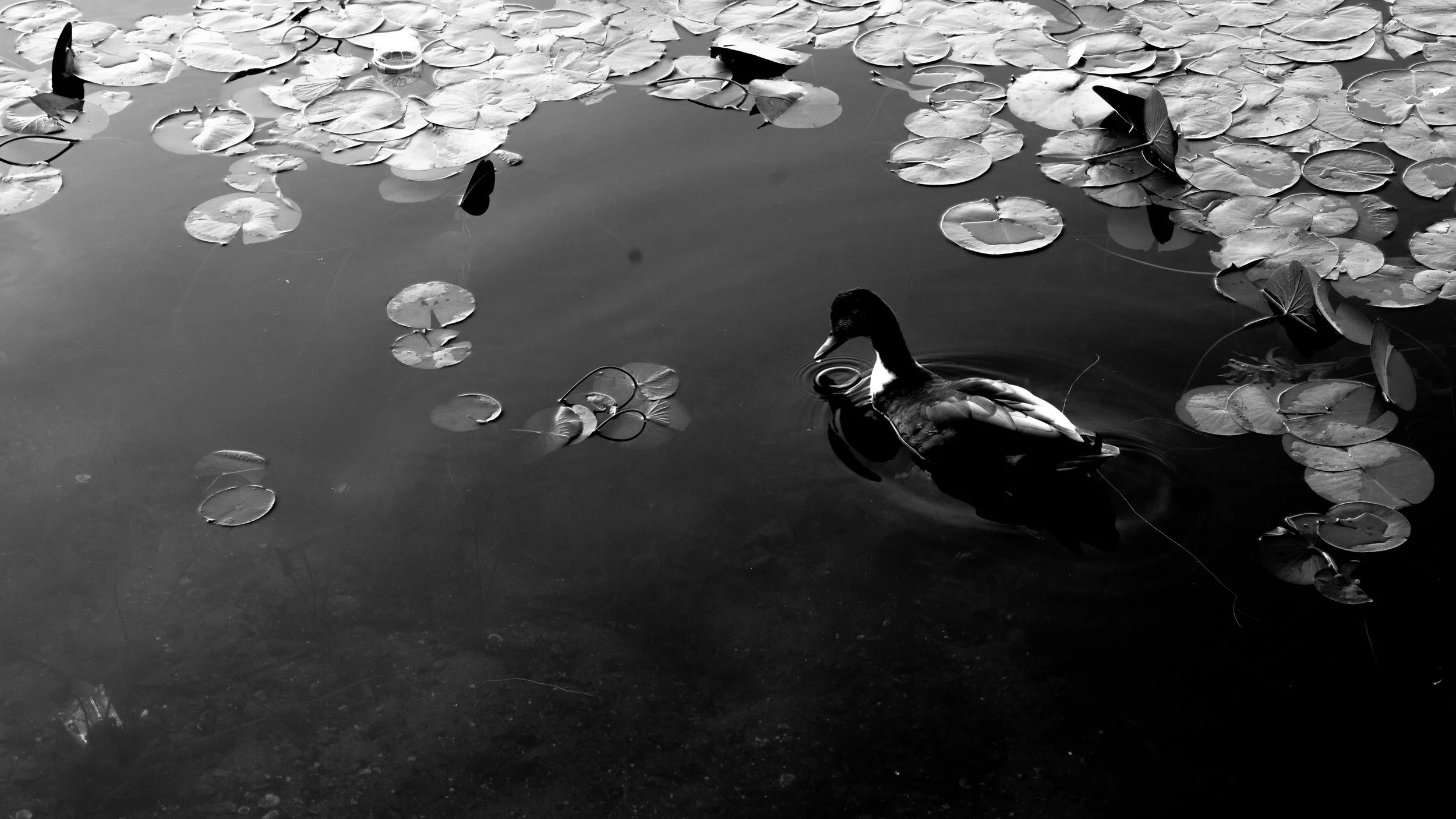 lily pond 1-47.jpg