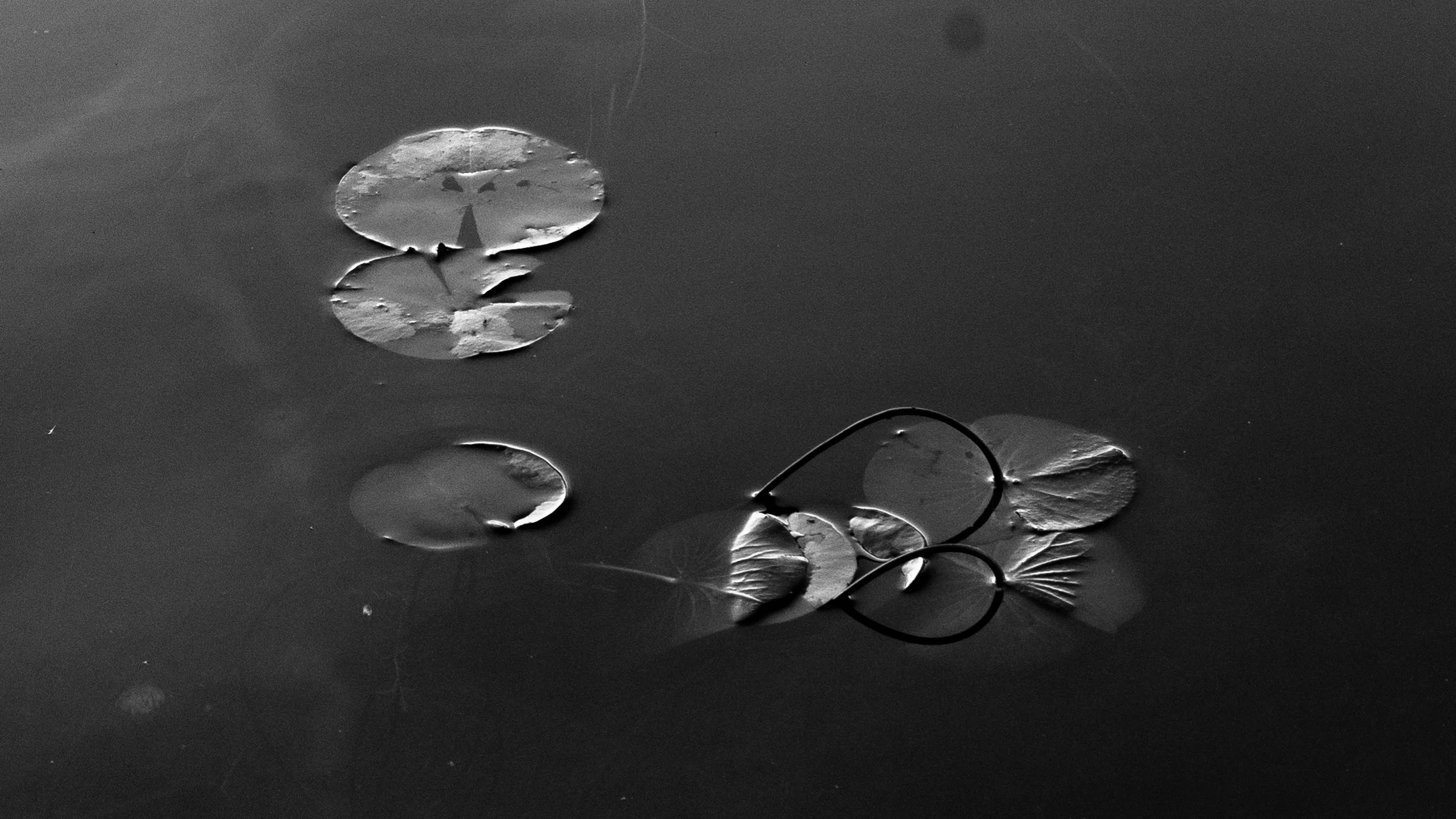 lily pond 1-50.jpg