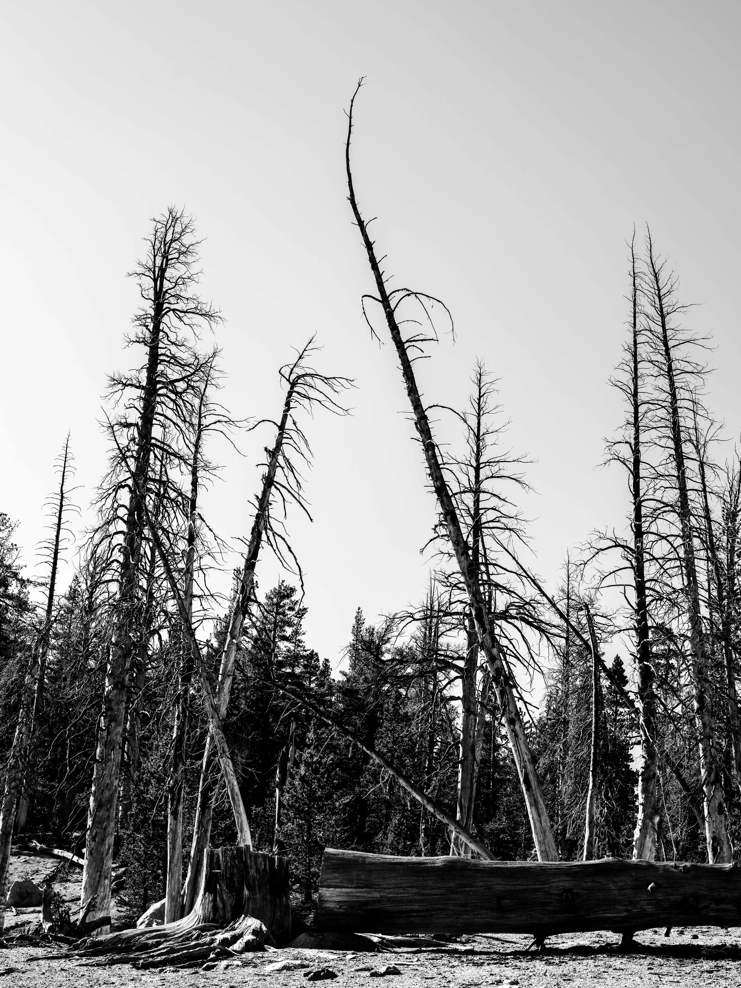 DSCF6045-3.jpg