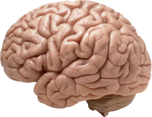 brain