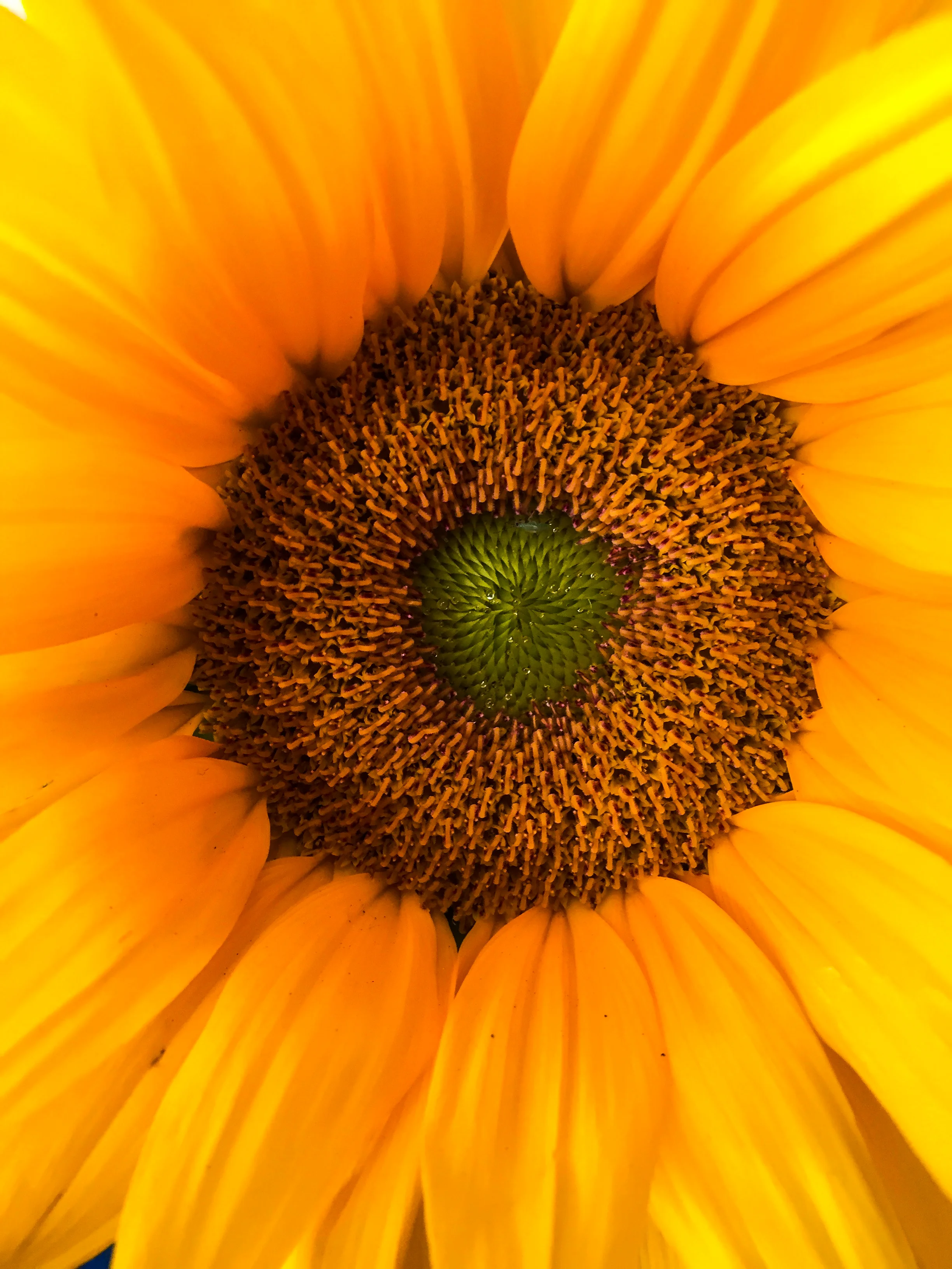 sunflowerswings.jpg