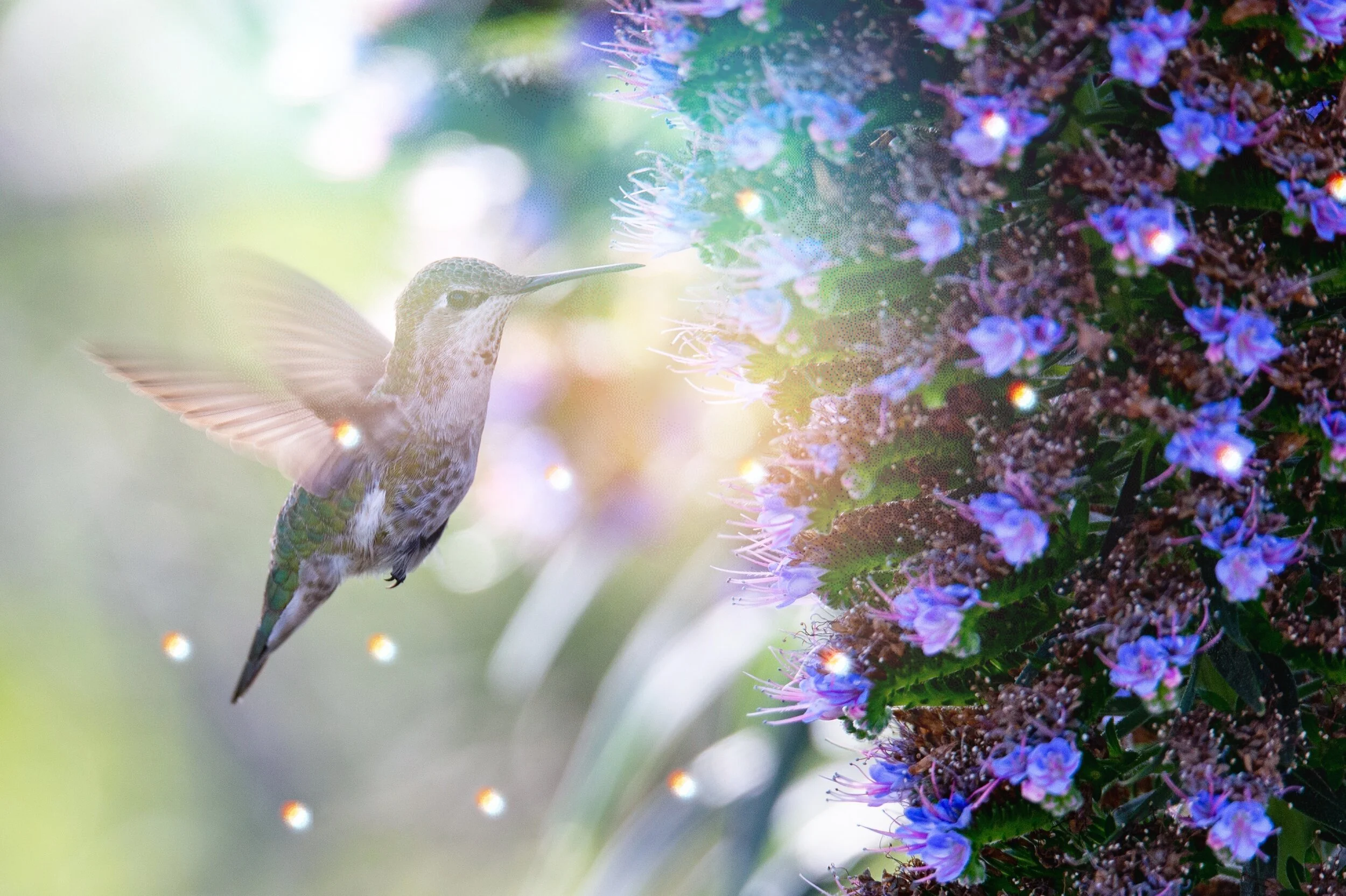 The Noble Hummingbird