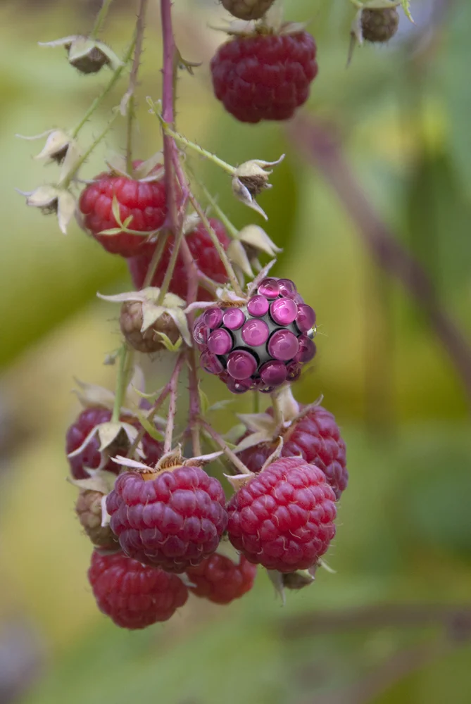 Raspberry.jpg