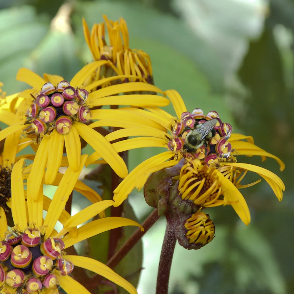 Flowerbead.jpg