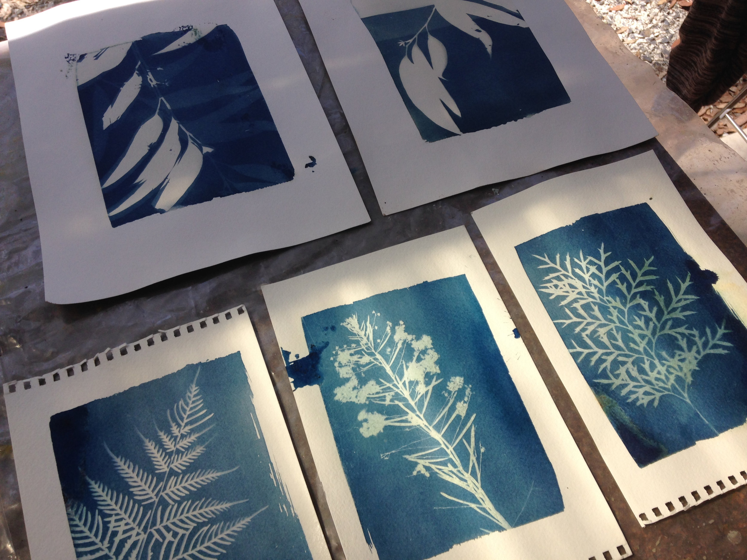 Why Cyanotype? — Marie Craig