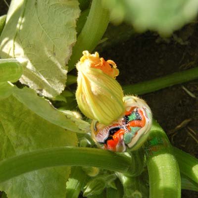 Squash Blossom