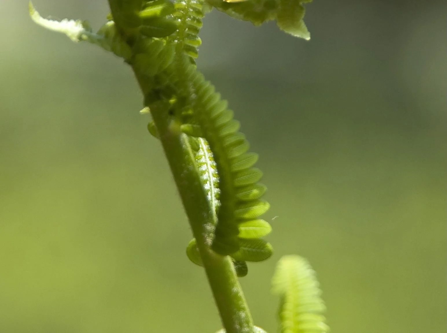 Craig-Fiddlehead-3.jpg