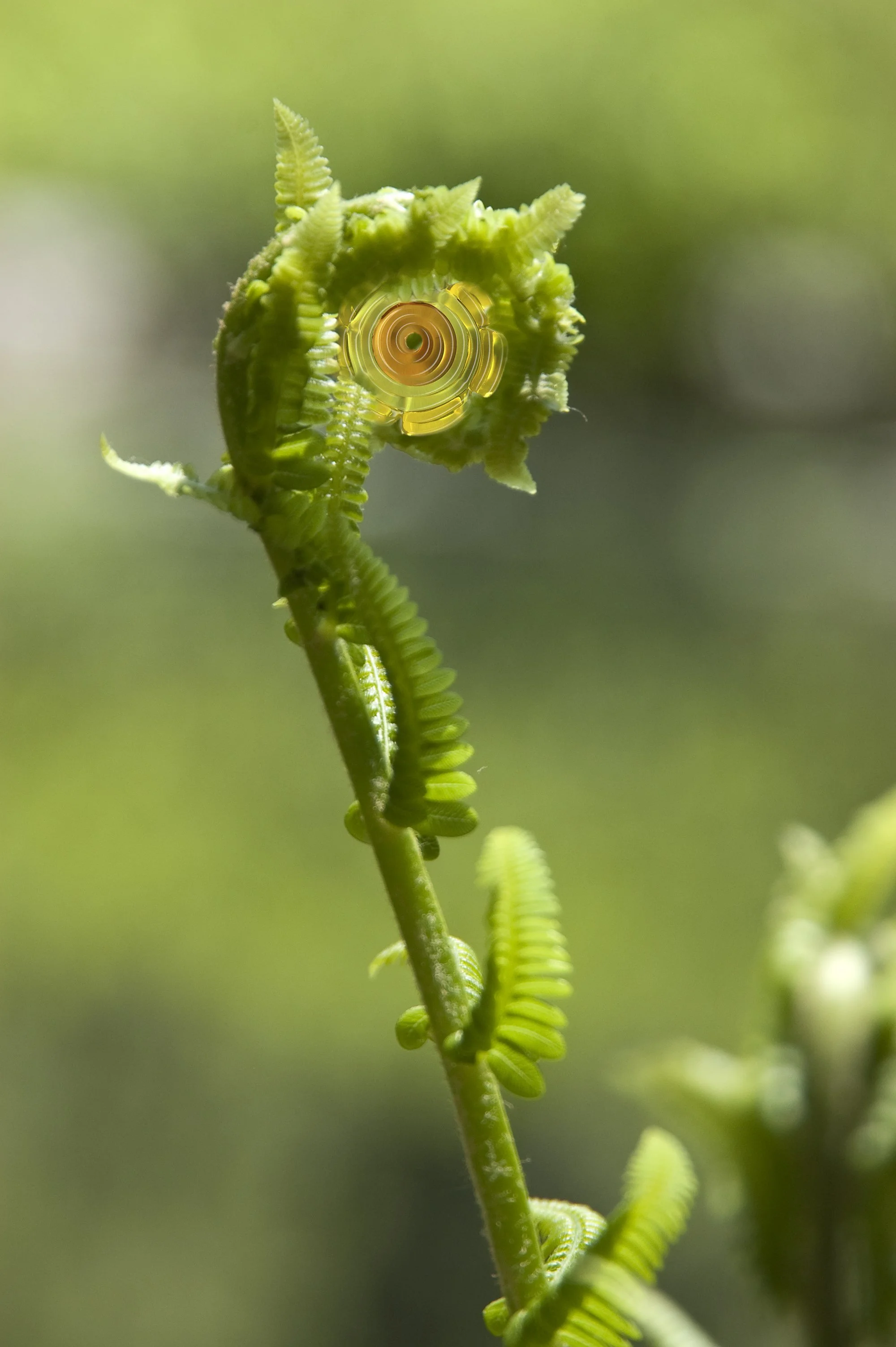 fiddlehead.jpg