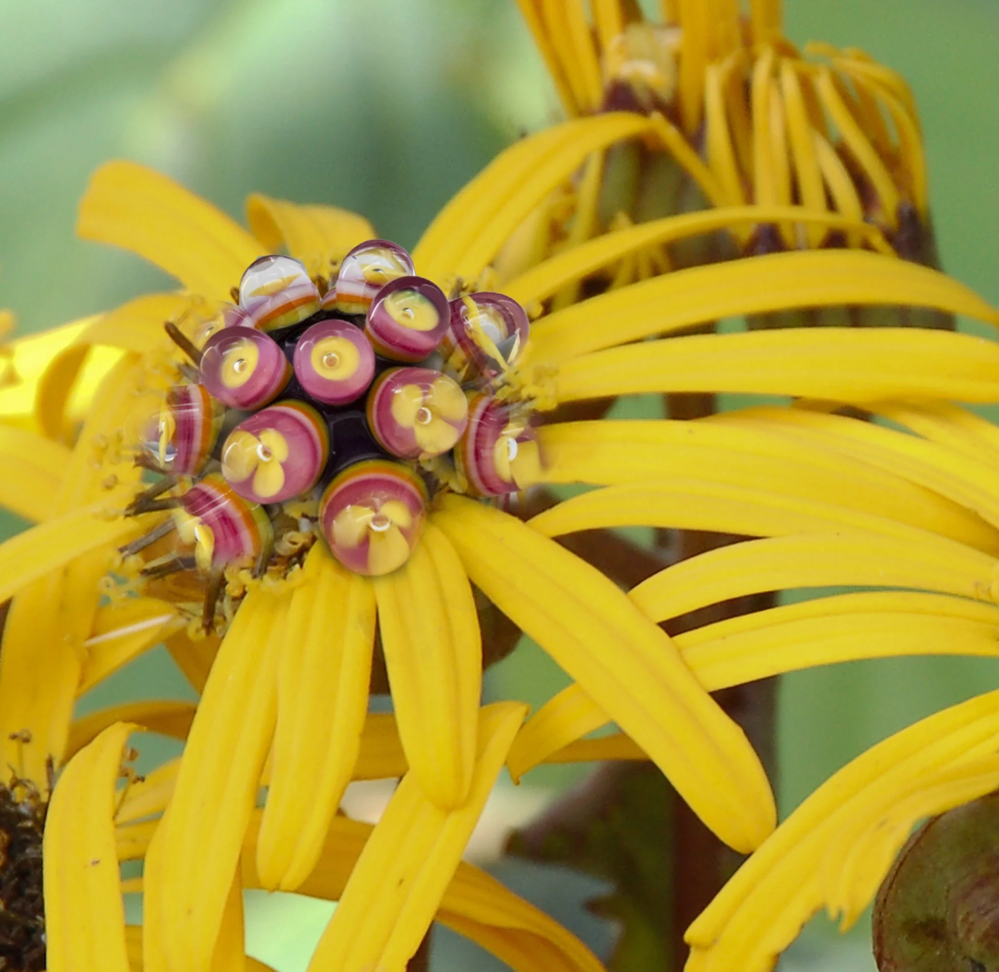 Craig-Flowerbead-2.jpg