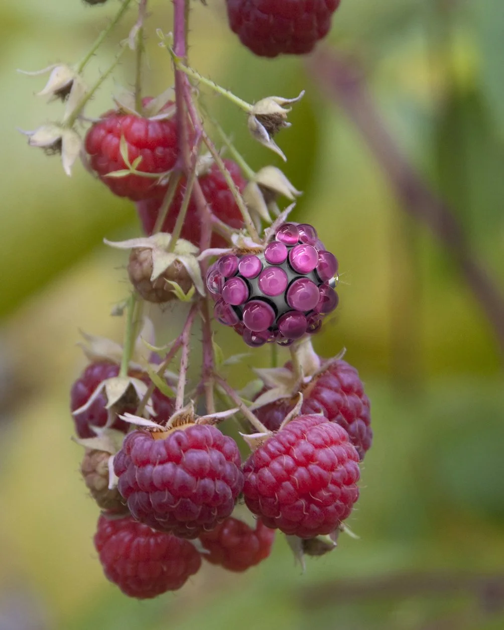 Craig-Raspberry crop.jpg
