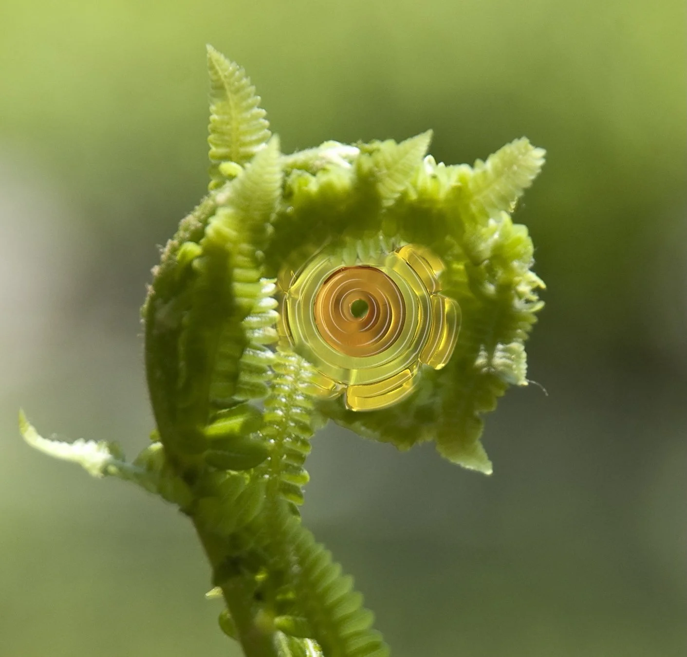 Craig-Fiddlehead-2.jpg
