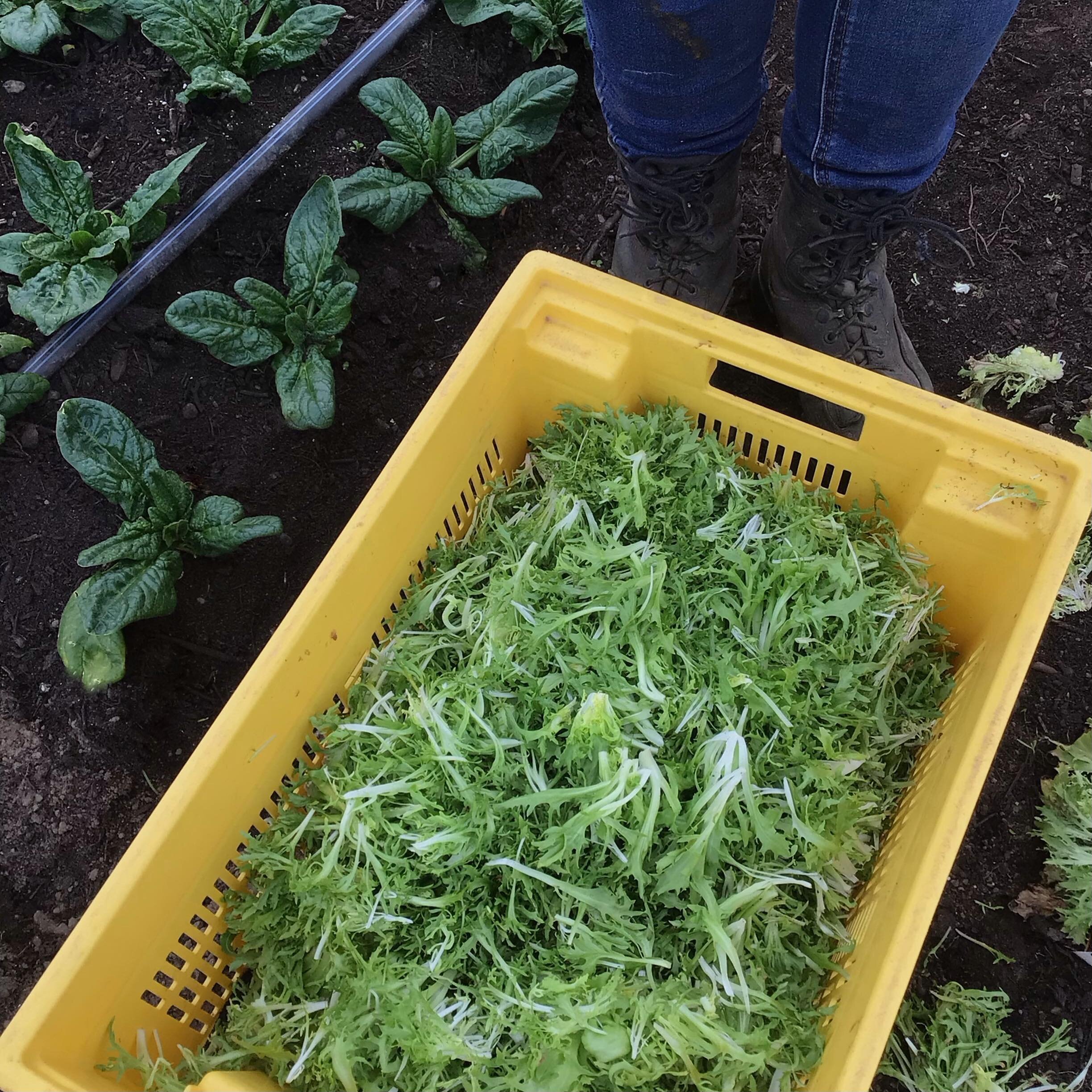 March 8th harvest. Fris&eacute;e, aka curly endive, is available in our farm stand today, and tomorrow. This is our final harvest of Fris&eacute;e for the season, we are clearing the bed and rotating another crop in its place. 

Fris&eacute;e is ofte