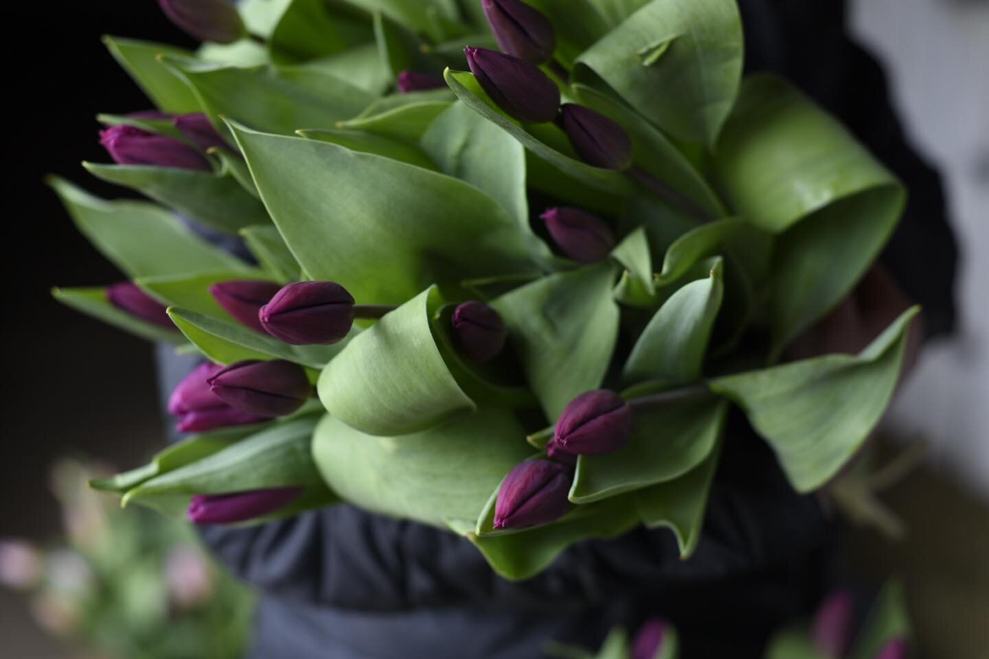 🍀With a wee bit of extra Irish luck today, our tulips have burst open! We are so excited for tulip season.

Cash and carry tulip $10 bundles are available in our farm stand today (Sunday). We are also taking tulip bouquet orders every day now. Order