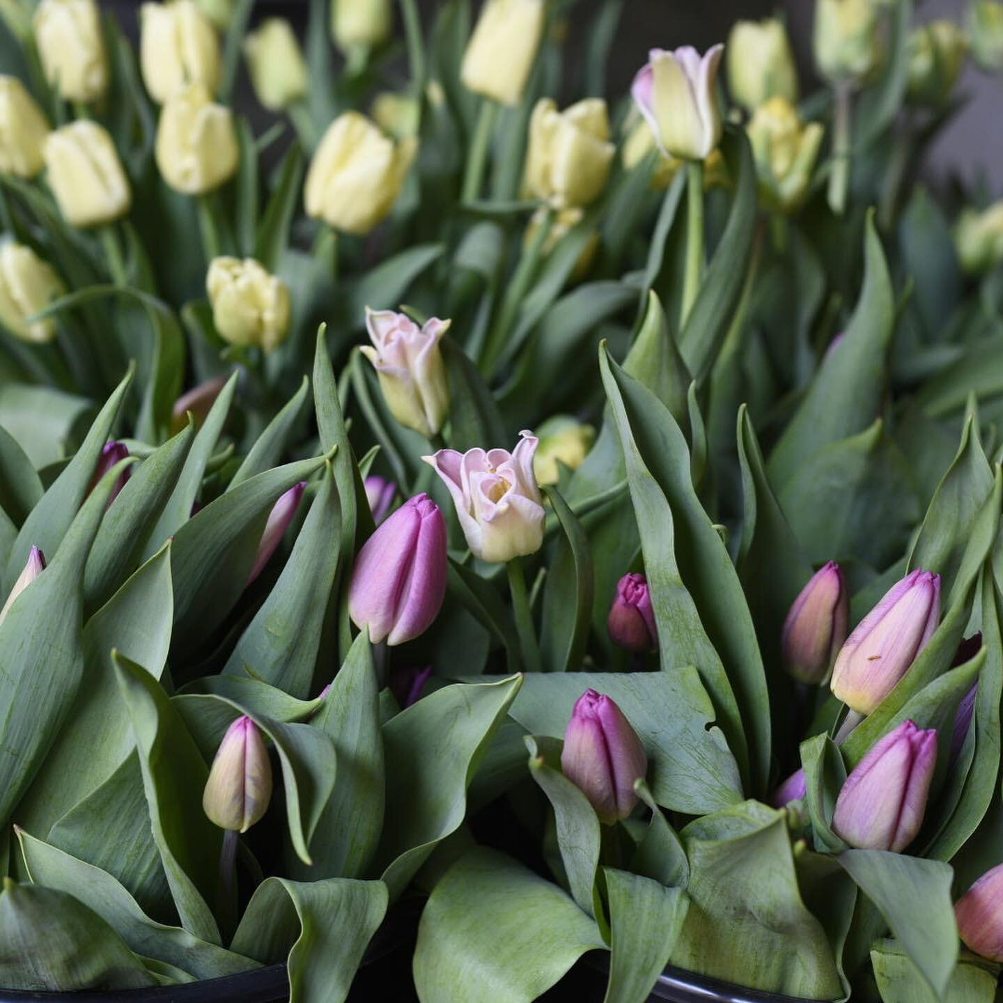 March 25th. More tulips! 

This was today&rsquo;s harvest of fancy tulips for @5thstreetflorist. It&rsquo;s an absolute treat knowing our blooms will be used in their beautiful arrangements. Makes our hearts sing. 

We are grateful for Ariana and her