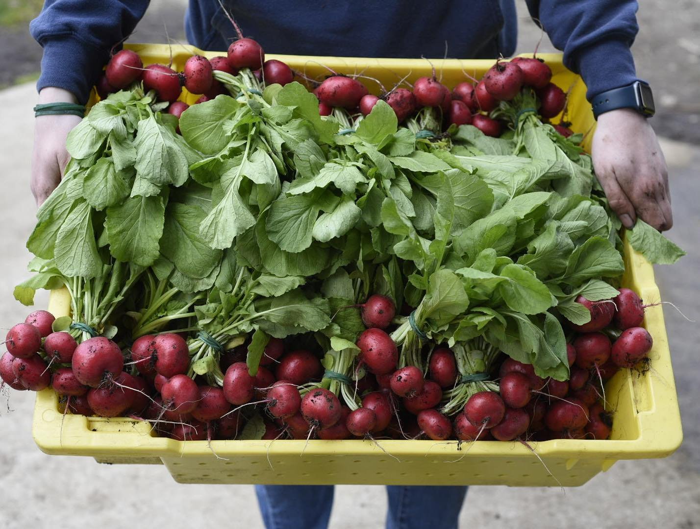 Spring radishes, for @lushvalleyfood 

If you haven&rsquo;t already heard of Lush Valley please check them out. Lush Valley is a non-profit organization dedicated to promoting food security, enhancing local food systems, and supporting sustainable ag
