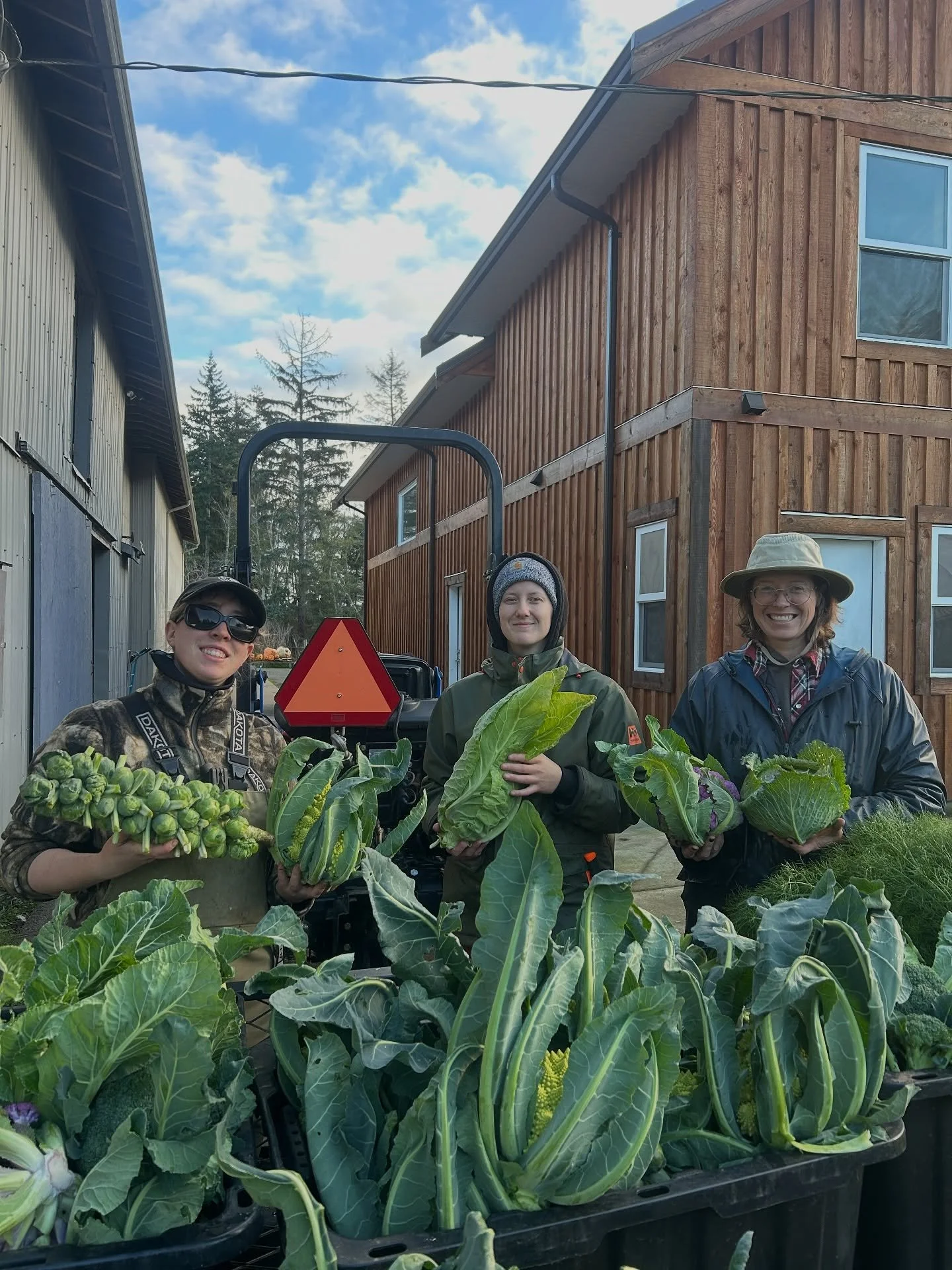 We harvested a huge bounty of beautiful veggies this week, truly too many to list! Think radicchio, sunchokes, cauliflower, broccoli, romanesco, kalettes, spinach, Asian greens, storage veg, and so much more. Find us outside at @comox_valley_farmers_