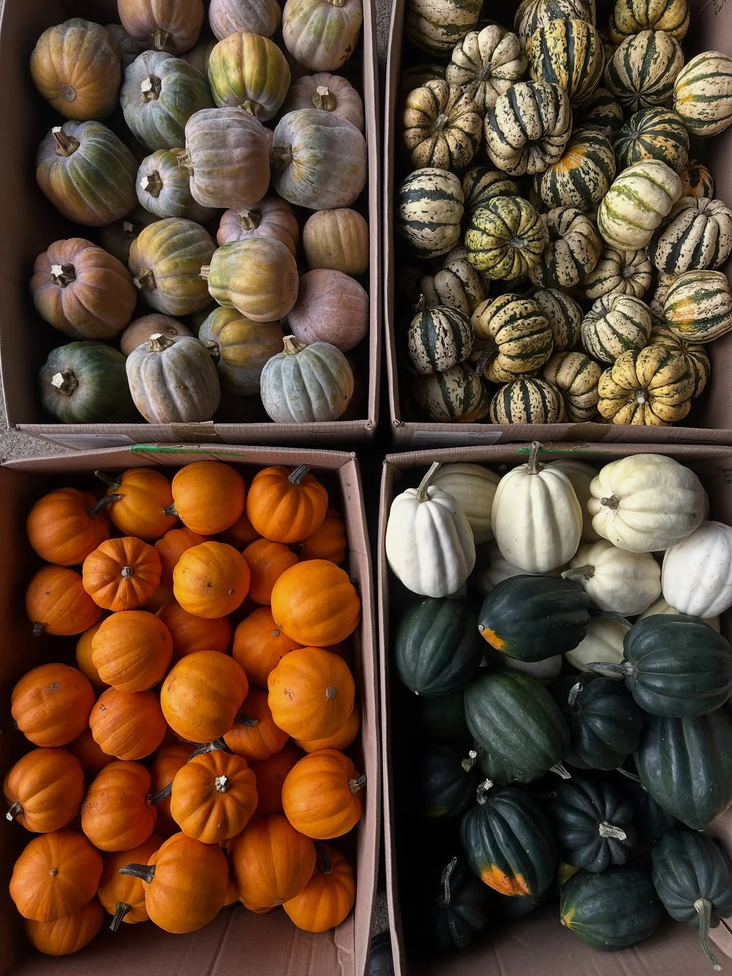 Today&rsquo;s @lushvalleyfood order.

We&rsquo;re grateful to be one of the many local Comox Valley farms that LUSH supports year-round through their Good Food Box and community food programs. LUSH buys from dozens of small farms across the Comox Val