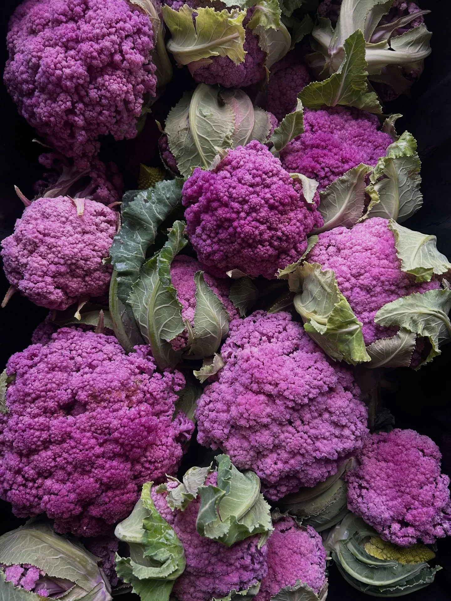 December 19th! ❄️ Cold Weather, Big Harvest! 

Our small team worked hard harvesting in the chilly weather today, huge thanks to Erin &amp; Mei Li! 🥶

We&rsquo;ll be at the @comox_valley_farmers_market , Saturday 9&ndash;1. This is the last market o