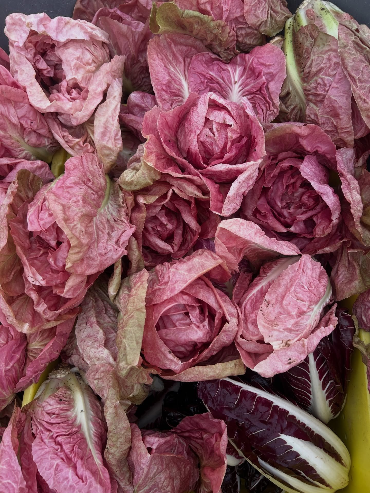 December 31 &mdash; Final harvest of 2025 🥂

This morning, we harvested the very best winter greens of the season for @springfordfarm. It wasn&rsquo;t our biggest harvest, but it was hands down the most stunning, especially the vibrant Rosa del Vene