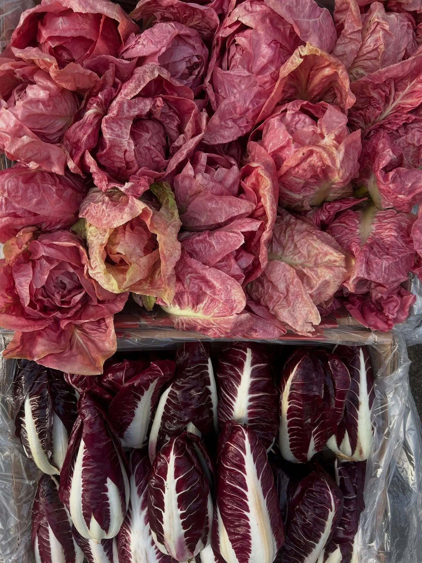 Gorgeous winter veg harvest for @lushvalleyfood 

This week, we harvested Asian greens, kalettes, and two varieties of heading radicchio for LUSH Valley.

Thank you, LUSH Valley, for your continued support of local farmers and for the important role 