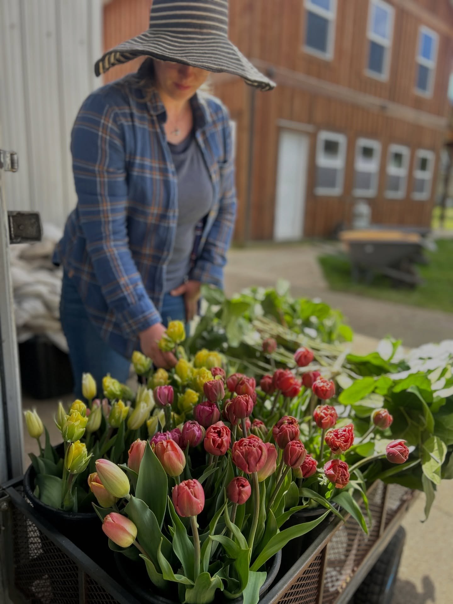 A brief moment on the farm this morning 🌷More farm-grown tulips for @5thstreetflorist (second delivery this week).. it&rsquo;s an honour to grow for a florist who shapes our flowers so beautifully. Thank you Ariana. We love knowing these tulips will