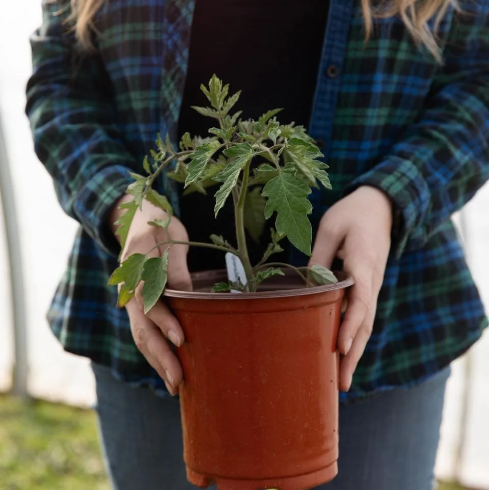 Over the next few days we&rsquo;ll be showcasing plants available at our upcoming Plant Sale, starting with our beefsteak tomato varieties. 🍅

🪴Spring Plant Sale 
📅 April 29 &ndash; May 3 (Wednesday through Sunday) 
⏰ 9am &ndash; 3pm
📍 Shamrock F
