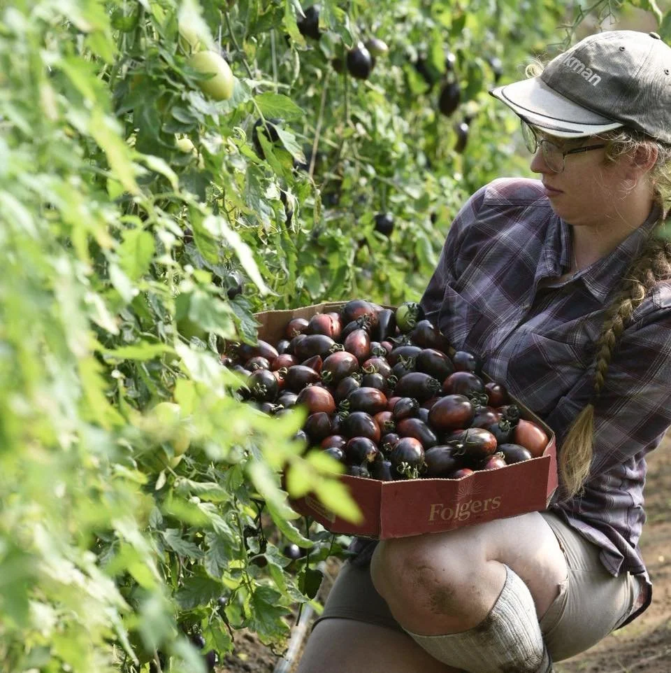 🌍 Happy Earth Day!

We&rsquo;re excited to share the Roma tomatoes that will be available at our upcoming Spring Plant Sale. These are the tried-and-true varieties we grow year after year on the farm. If you&rsquo;re into canning or making sauce, th