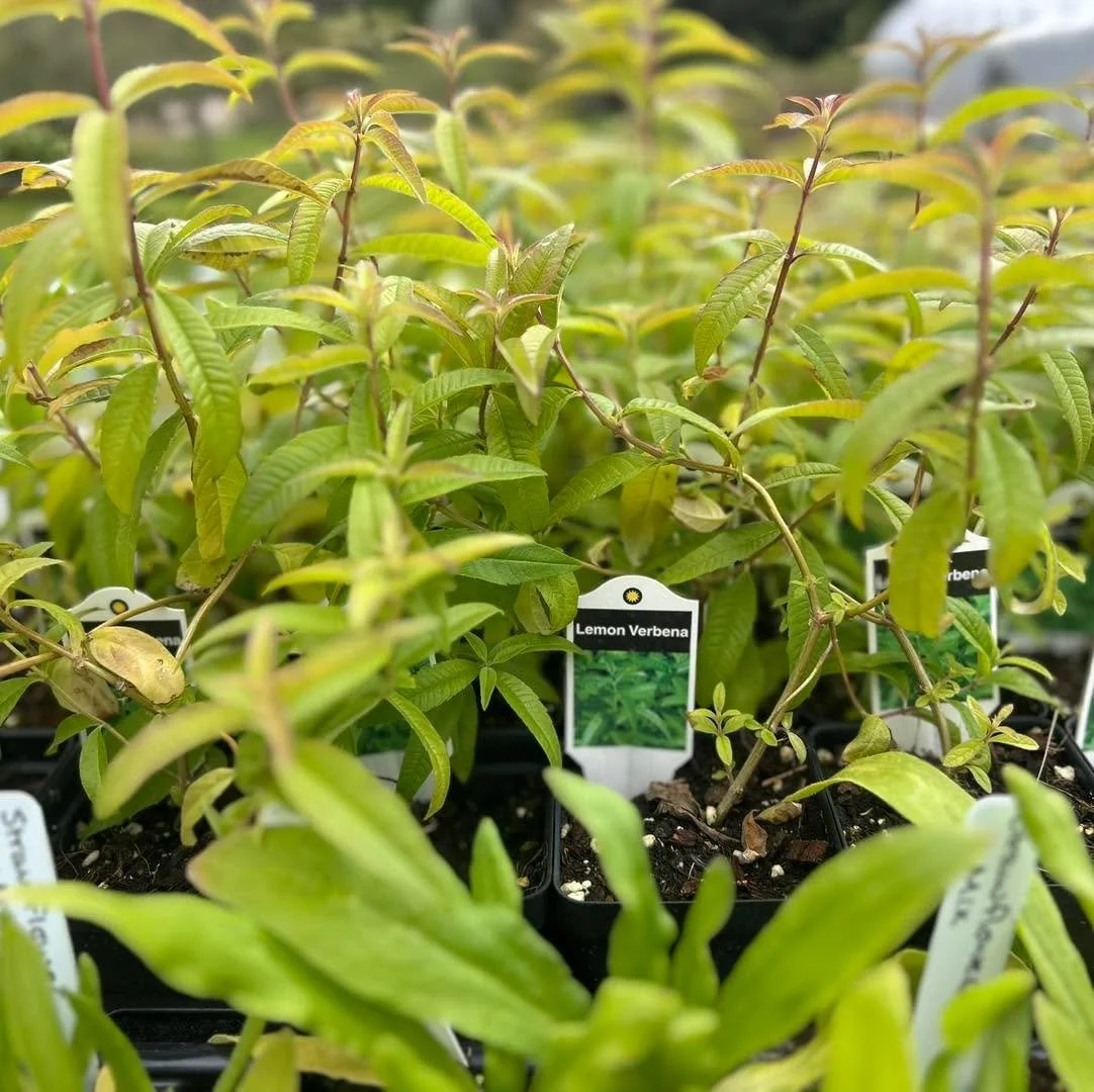 🌿 Spring Plant Sale &ndash; Culinary Herb Feature 🌿

Our Spring Plant Sale starts this week (Wed&ndash;Sun), and we&rsquo;re so excited to welcome you back!

🪴 Spring Plant Sale
📅 April 29 &ndash; May 3
⏰ 9 AM &ndash; 3 PM
📍 Shamrock Farm, 2276 