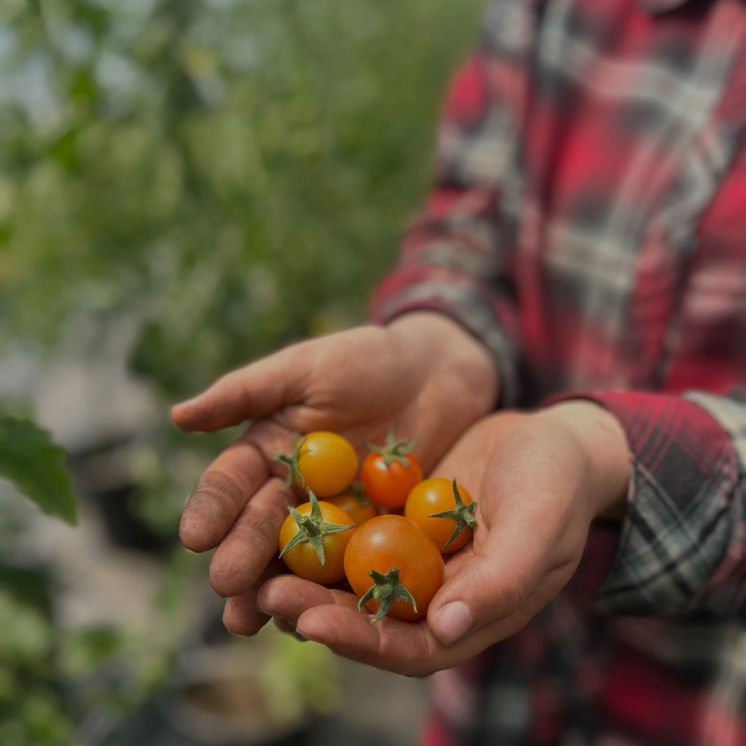 The first cherry tomatoes are finally ready! 🍅

Not quite enough to share yet&hellip; but we&rsquo;re getting close. A few more sunny days and there should be plenty to go around. ☀️🌱