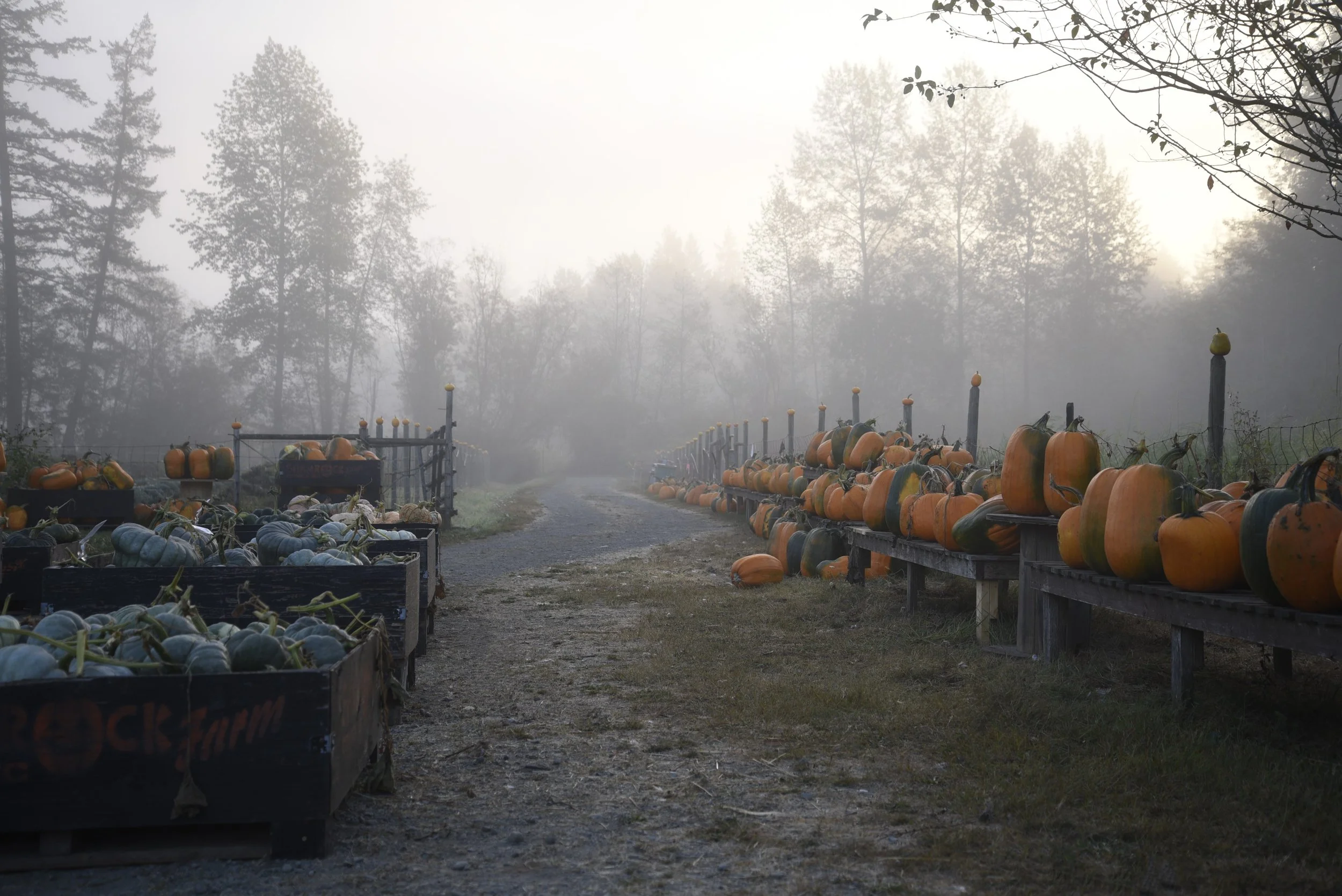 pumpkin 1.JPG