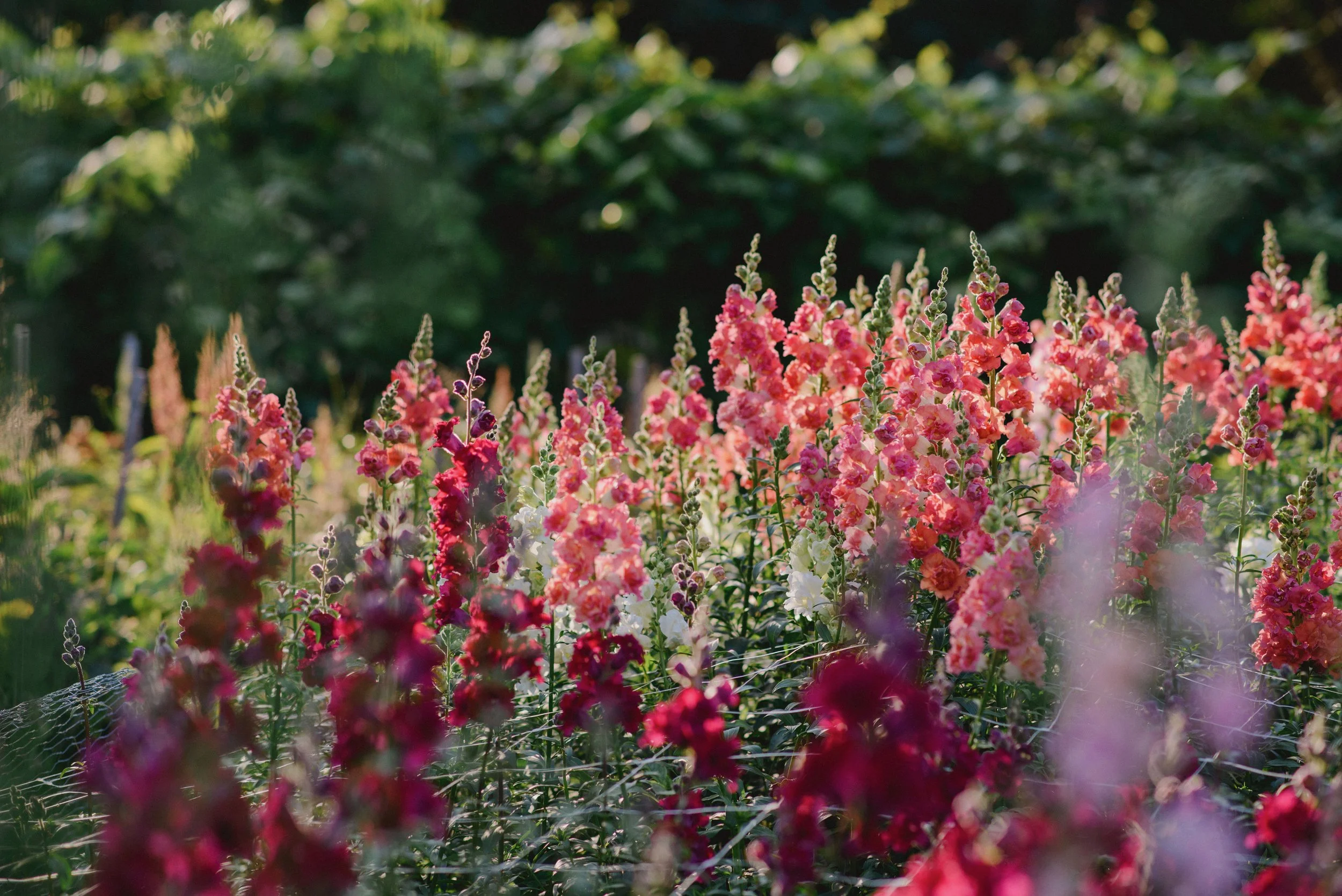 Snapdragons.JPEG