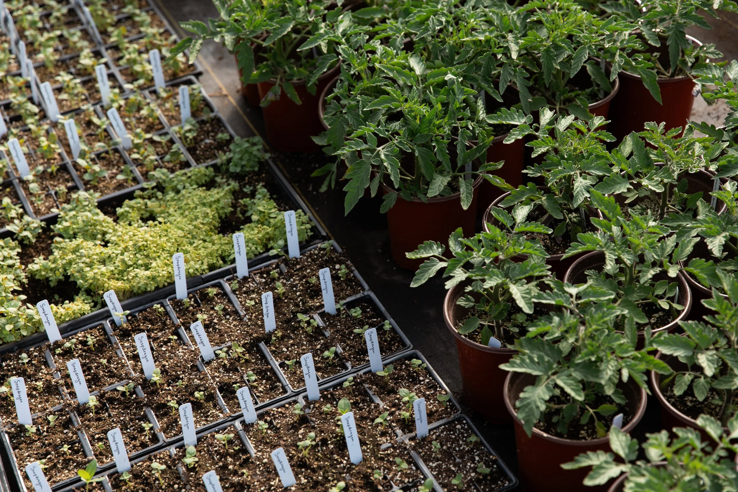 Plant Sale.jpeg