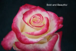 Bold and Beautiful.JPG