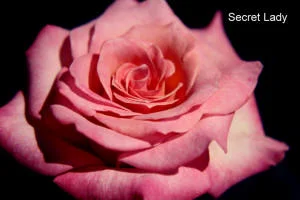 Secret Lady.JPG