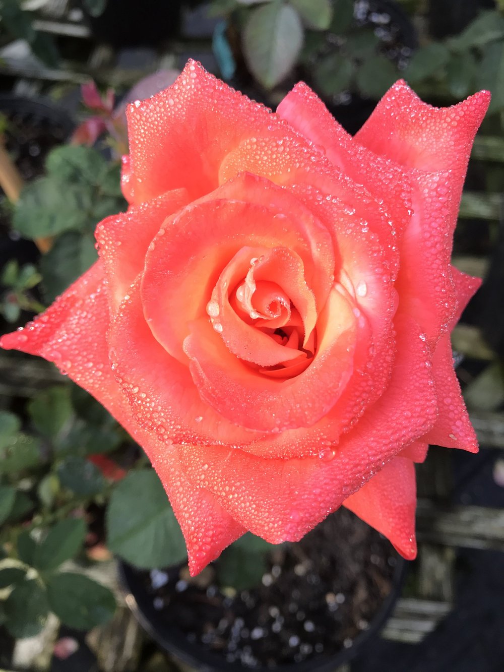 Other Hybrid Teas — K and M Nursery