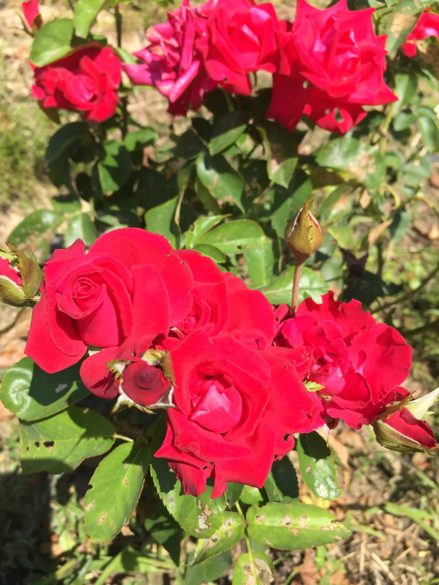 IMG_0093.JPG