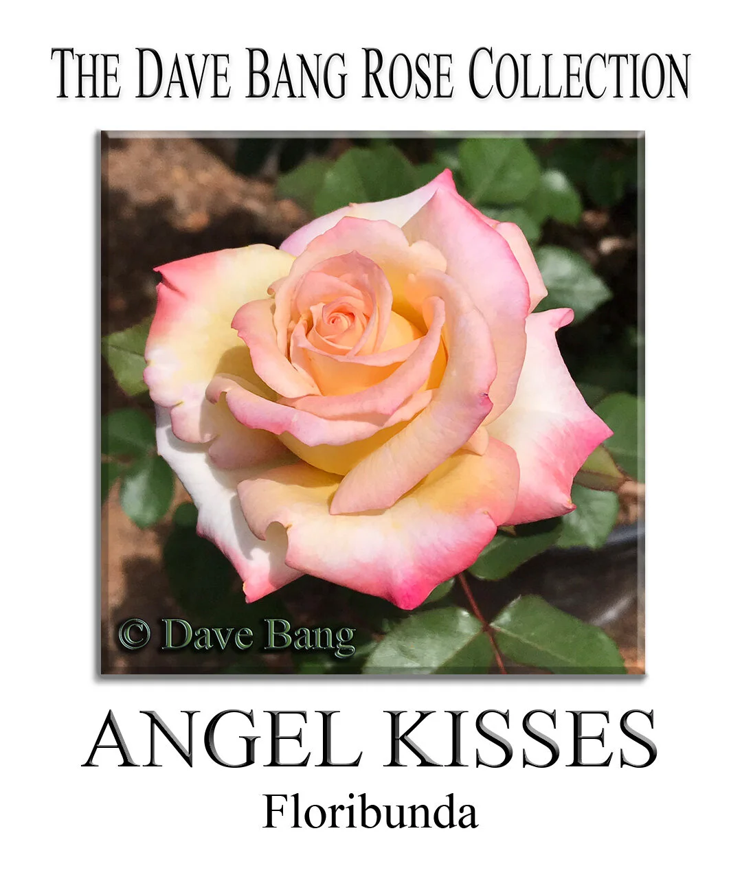 The Dave Bang Collection — K and M Nursery