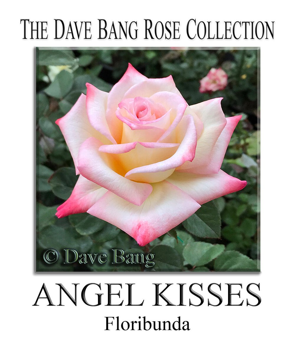 The Dave Bang Collection — K and M Nursery