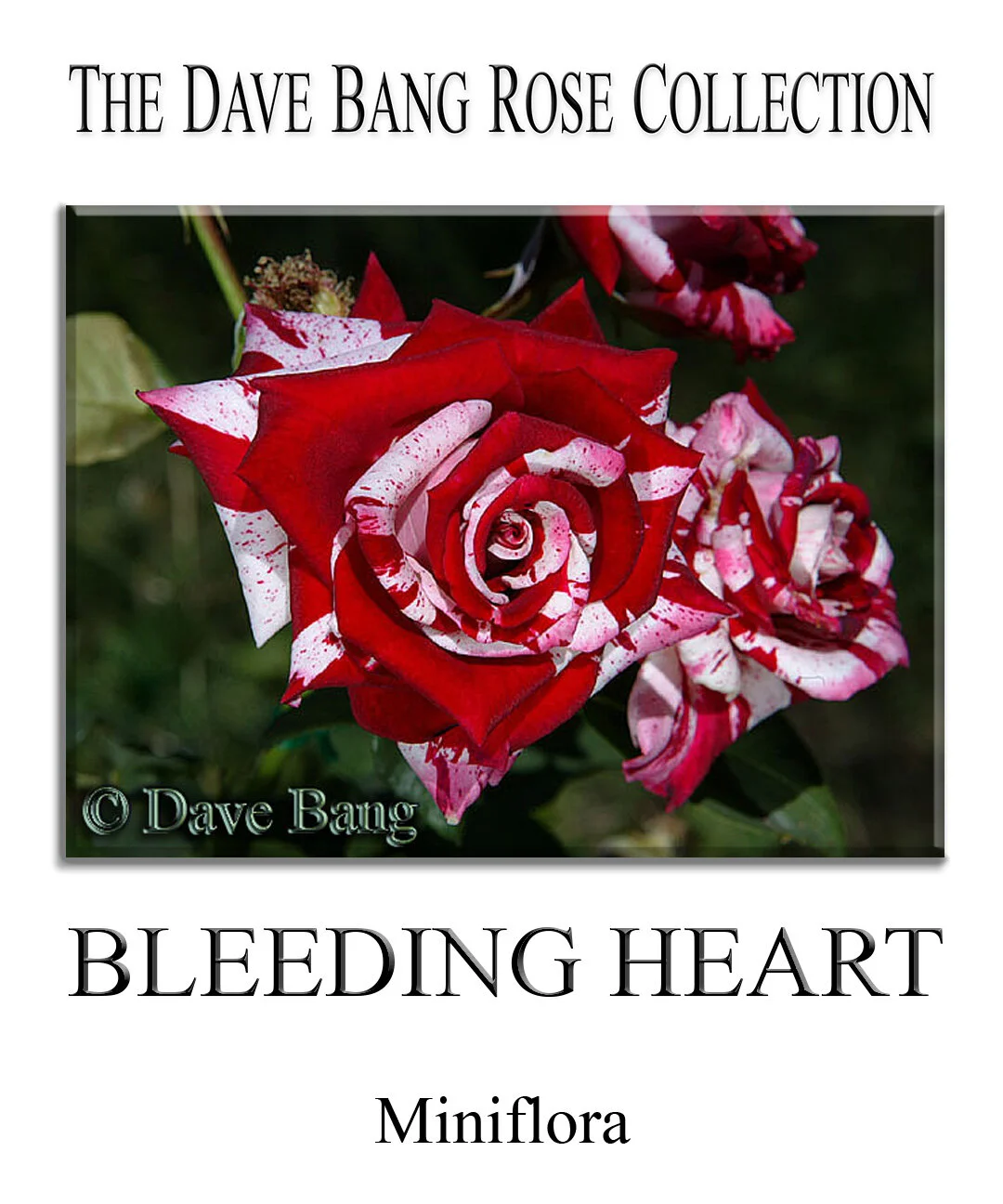 The Dave Bang Collection — K and M Nursery