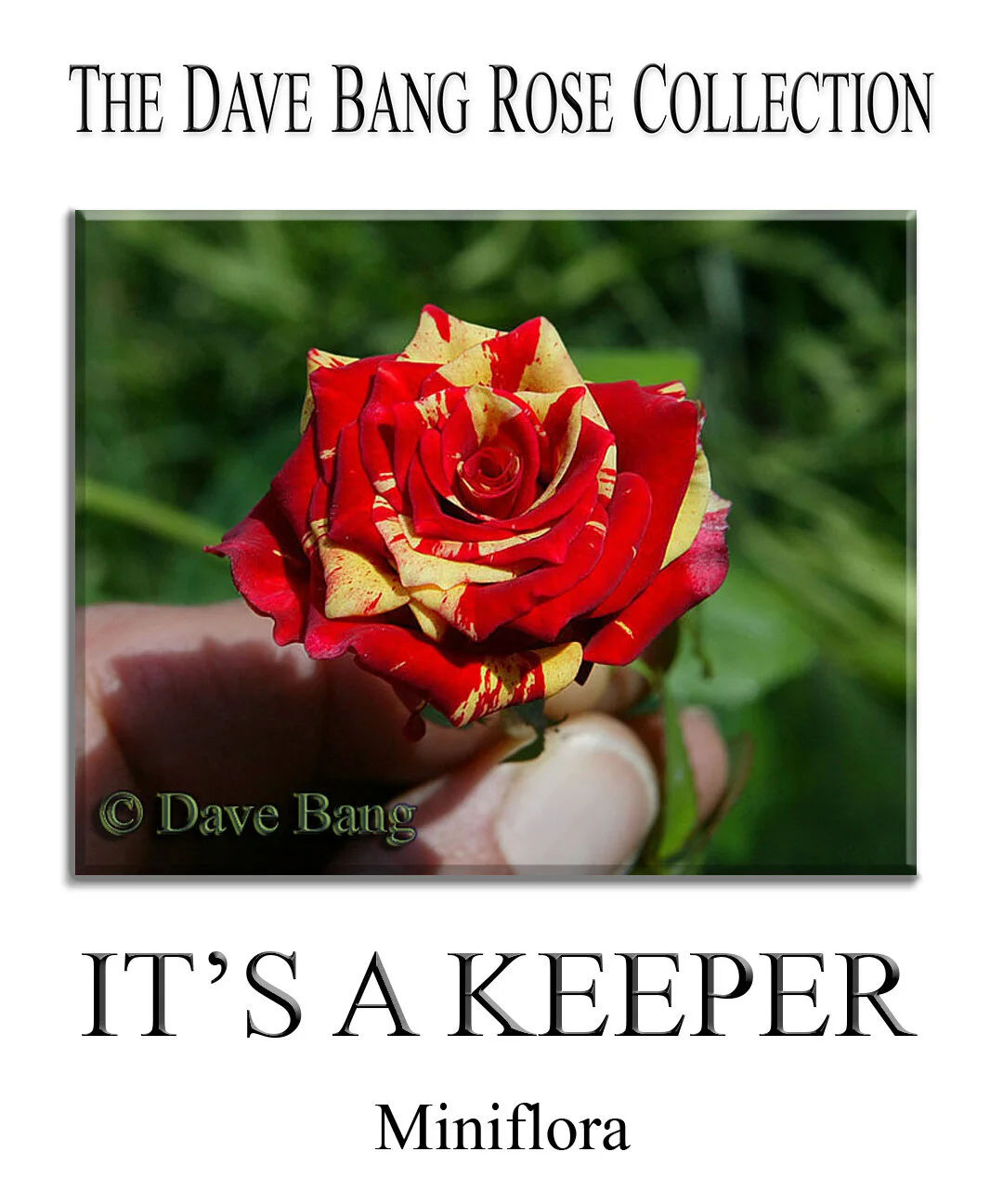 The Dave Bang Collection — K and M Nursery