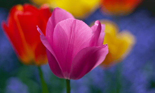 Spring Tulips-min.png